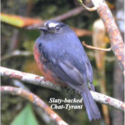 Slaty-backed Chat-Tyrant